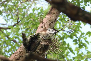 Tree hyrax in a tree.