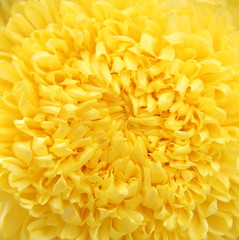 Yellow blooming Marigold flower field