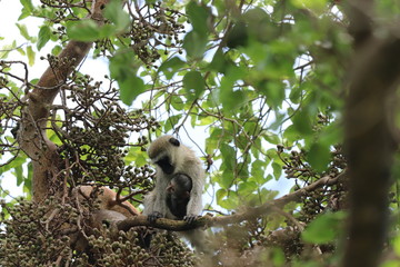 Vervet monkey mom and her baby. 