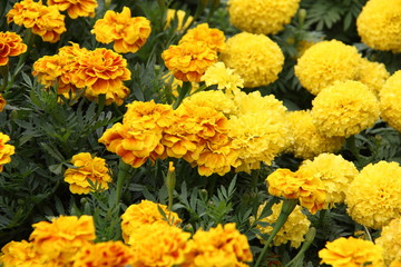 Yellow blooming Marigold flower field