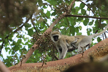 Vervet monkey mom and her baby. 