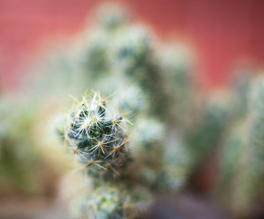 Cactus. Succulent plant.
