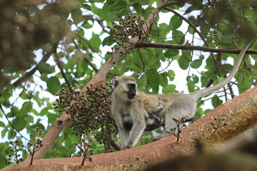 Vervet monkey mom and her baby. 