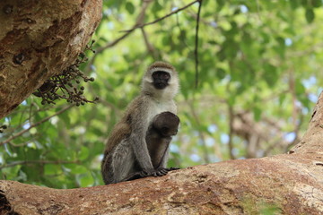 Obraz premium Vervet monkey mom and her baby. 