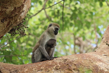 Vervet monkey mom and her baby. 