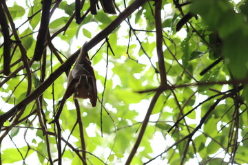 Fruit bat hanging from a tree.