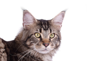 Beautiful Mainecoon cat isolated on white 