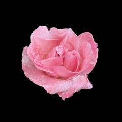 Beautiful pale pink rose isolated on a black background
