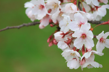 Cherry blossoms blooming in spring in Japan