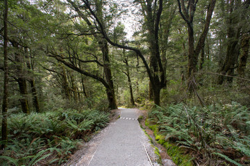 Beech Forest hiking trail leading to the Blue Pool Makaroa in Mount Aspiring, New Zealand.