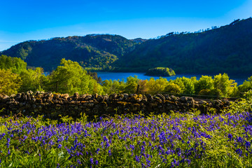 Bluebells in the Lake District, Cumbria, England. 