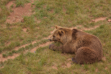 Fototapeta premium Zoo