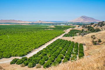 Orange groves in east side of the Central Valley in Fresno County,California,USA