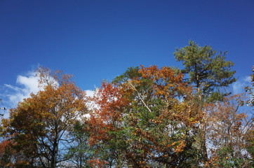 Fototapeta premium 日本の岡山県岡山市の美しい紅葉