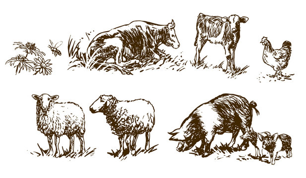 set of farm animals - hand drawn illustrations (vector)