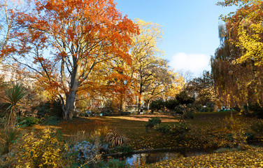 multi colour trees in the autumn forest