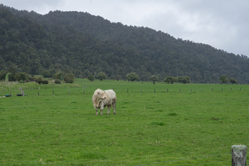 Huge white cow on dairy farm in New Zealand.