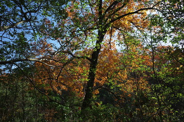日本の岡山県岡山市の美しい紅葉