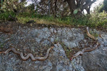 Root of a tree in a rock