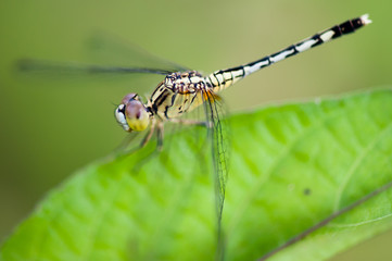 dragonfly out door