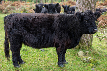 A distinctive black coated Galloway Cow in a Cumbrian Woodland near Ennerdale Water, England, UK.