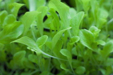 Obraz premium Growing the lettuce.
