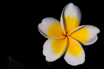Yellow plumeria are tropical trees famous on black background
