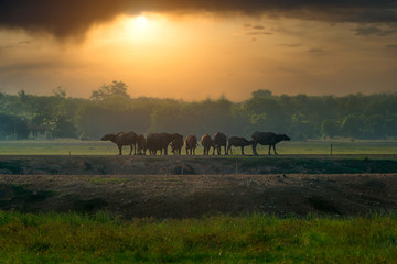 buffalos in the morning
