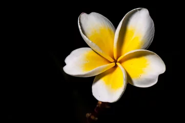 Keuken spatwand met foto Yellow plumeria are tropical trees famous on black background © fuad