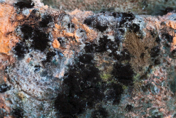 Mouldy (moldy) bread. Close-up.