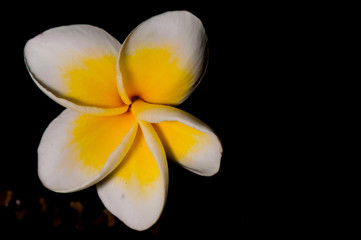 Yellow plumeria are tropical trees famous on black background