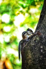 squirrel on tree