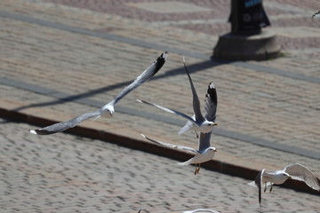 Sea gull on touristic place before cathedral of helsinki on holiday. Travelling with cruise ship in...