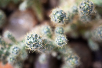 Cactus. Succulent plant.