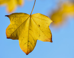 Fototapeta na wymiar A leaf against a full blue late autmn sky