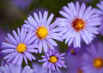 Obraz premium Blue aster flowers.