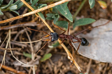 Black-headed Bull Ant