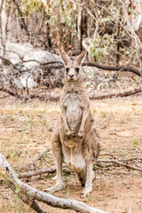 Naklejka na ściany i meble Eastern Grey Kangaroo