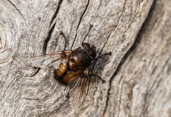Brown Blowfly