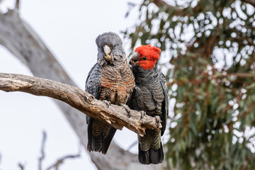 Gang-gang Cockatoos preening