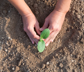 Planting a young seedling. Close-up.