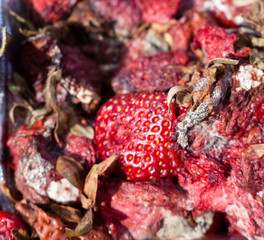 Rotten strawberries on the landfill