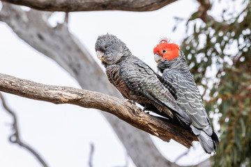 Gang-gang Cockatoos preening