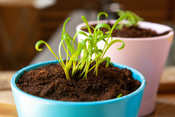 Small green sprouts in pot close up