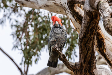 Gang-gang Cockatoo male in a tree