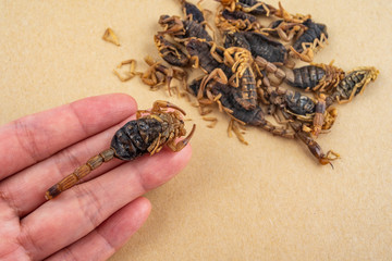 Traditional Chinese Medicine Concept Map / Chinese Medicine Scorpion