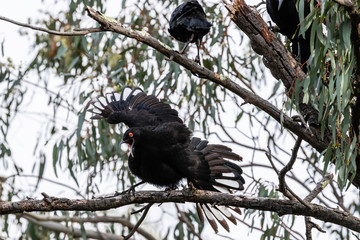A White-winged Chough displaying