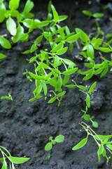 Growing the parsley.