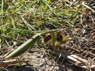 雀蜂を捕食するカマキリ