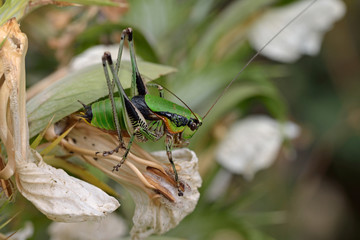 Eupholidoptera schmidti (Schmidt's Marbled Bush-cricket), Greece